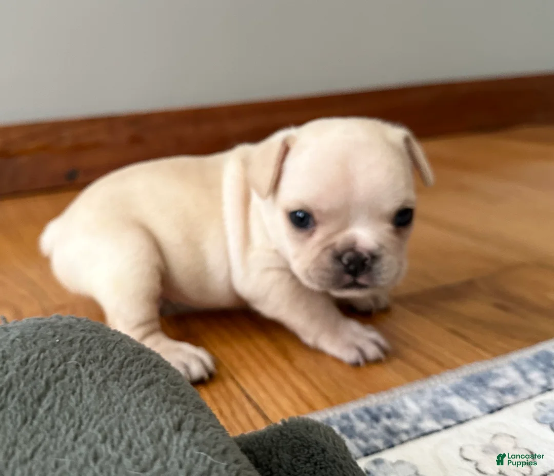 French Bulldog dogs for sale: French Bulldog Cooper - Ad 2