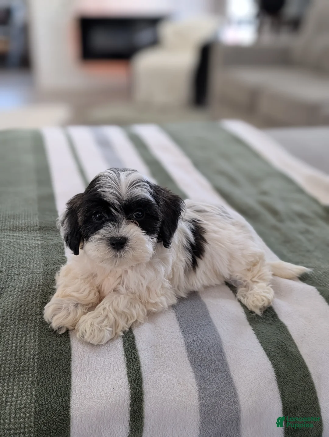 Havapoo dogs for sale: Chloe - Ad 2