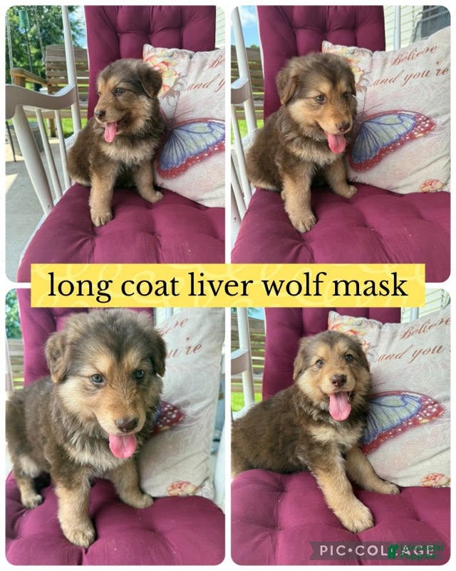 German Shepherd dogs (Bear) Long Coat Liver Male  - Ad 5