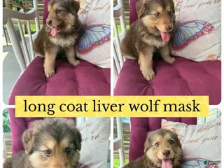 German Shepherd dogs (Bear) Long Coat Liver Male - Ad 5