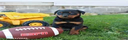 Rottweiler dogs for sale: Eagle - Ad 2