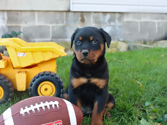 Rottweiler dogs for sale: Eagle - Ad 2