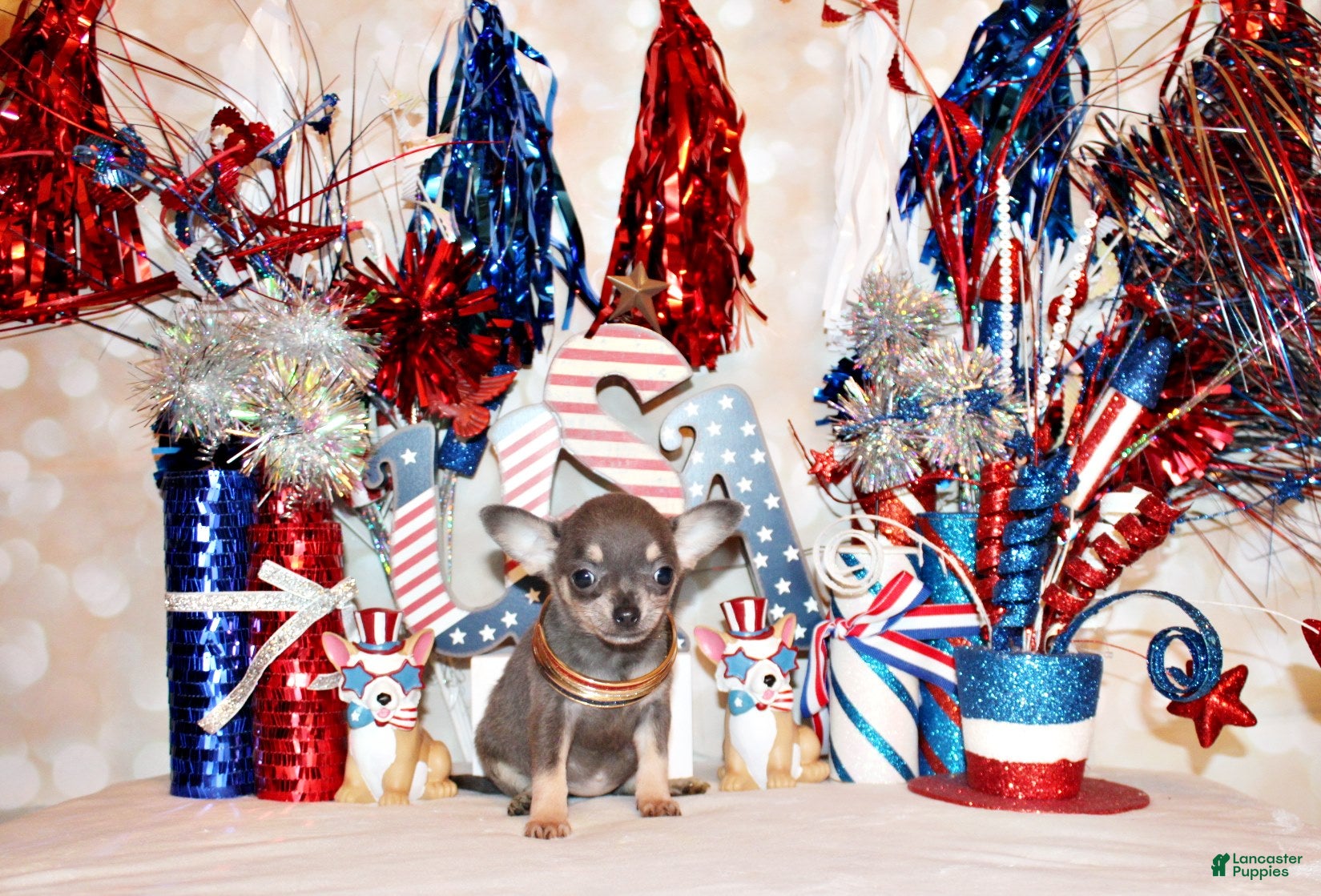 Chihuahua dogs Zazu - Ad 2