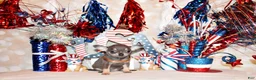 Chihuahua dogs for sale: Zazu - Ad 2