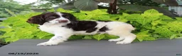 English Springer Spaniel dogs for sale: Max - Ad 3