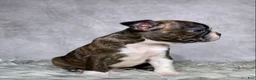 Boston Terrier dogs for sale: Mr. Max - Ad 11