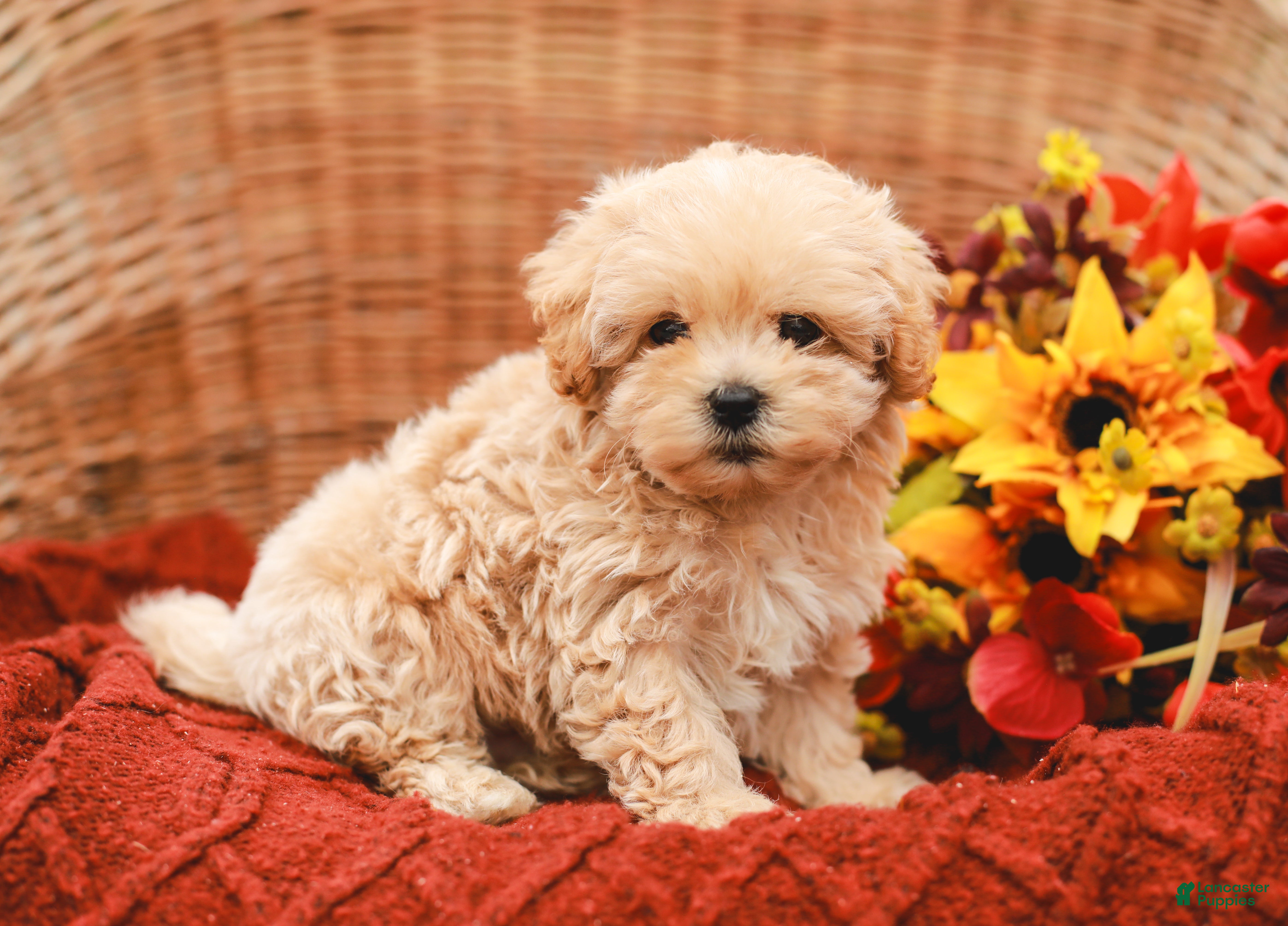 Jack (Maltipoo, Male) in Holtwood, PA
