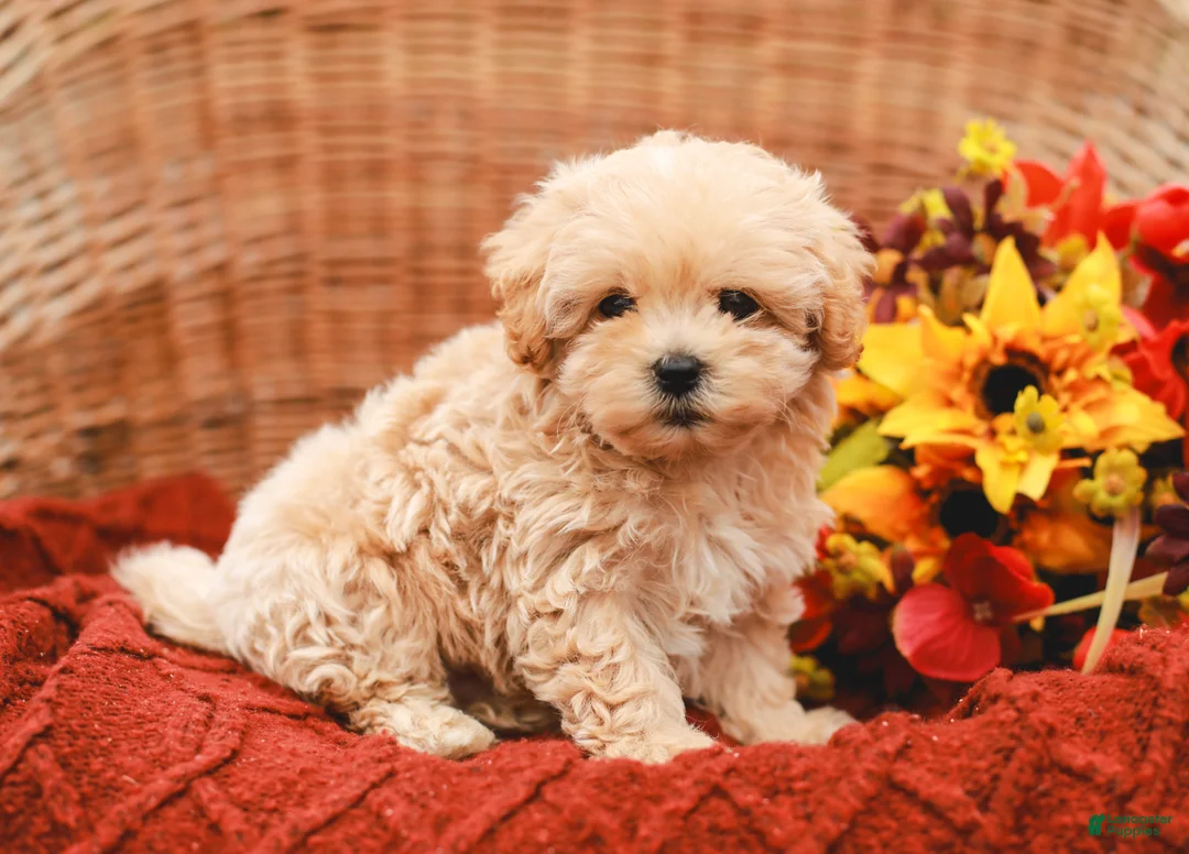 Maltipoo dogs for sale: Jack - Ad 1