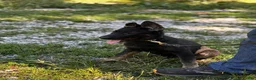German Shepherd dogs for sale: Dolly - Ad 4