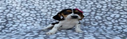 Beagle dogs for sale: Velma - Ad 1