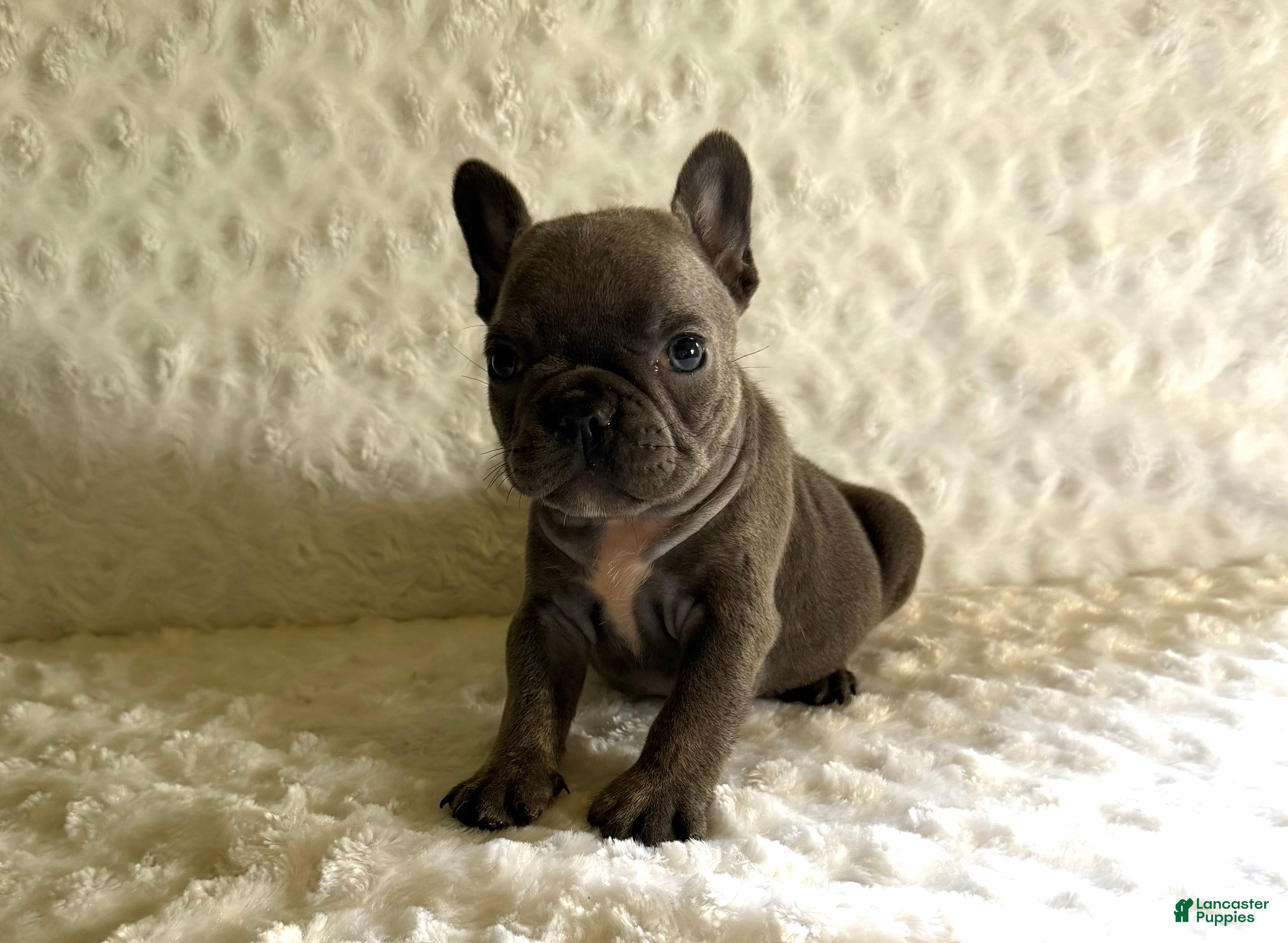 French Bulldog dogs Blue Bell - Ad 2