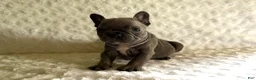 French Bulldog dogs for sale: Blue Bell - Ad 2