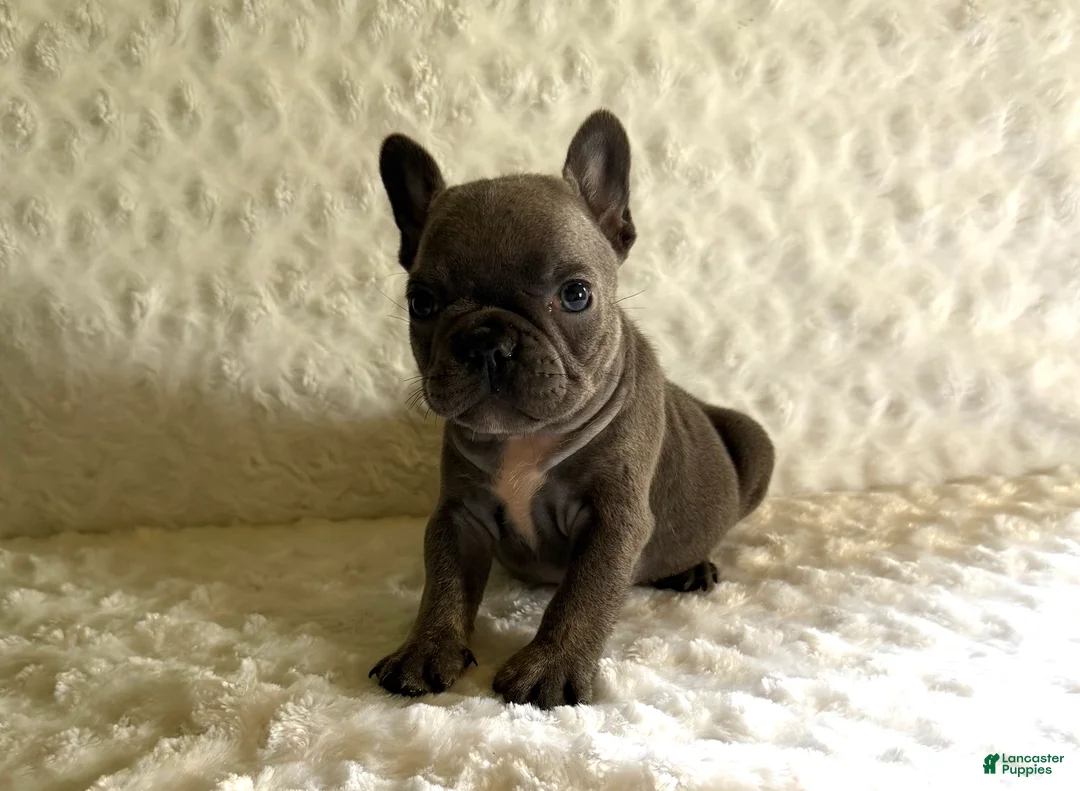 French Bulldog dogs for sale: Blue Bell - Ad 2