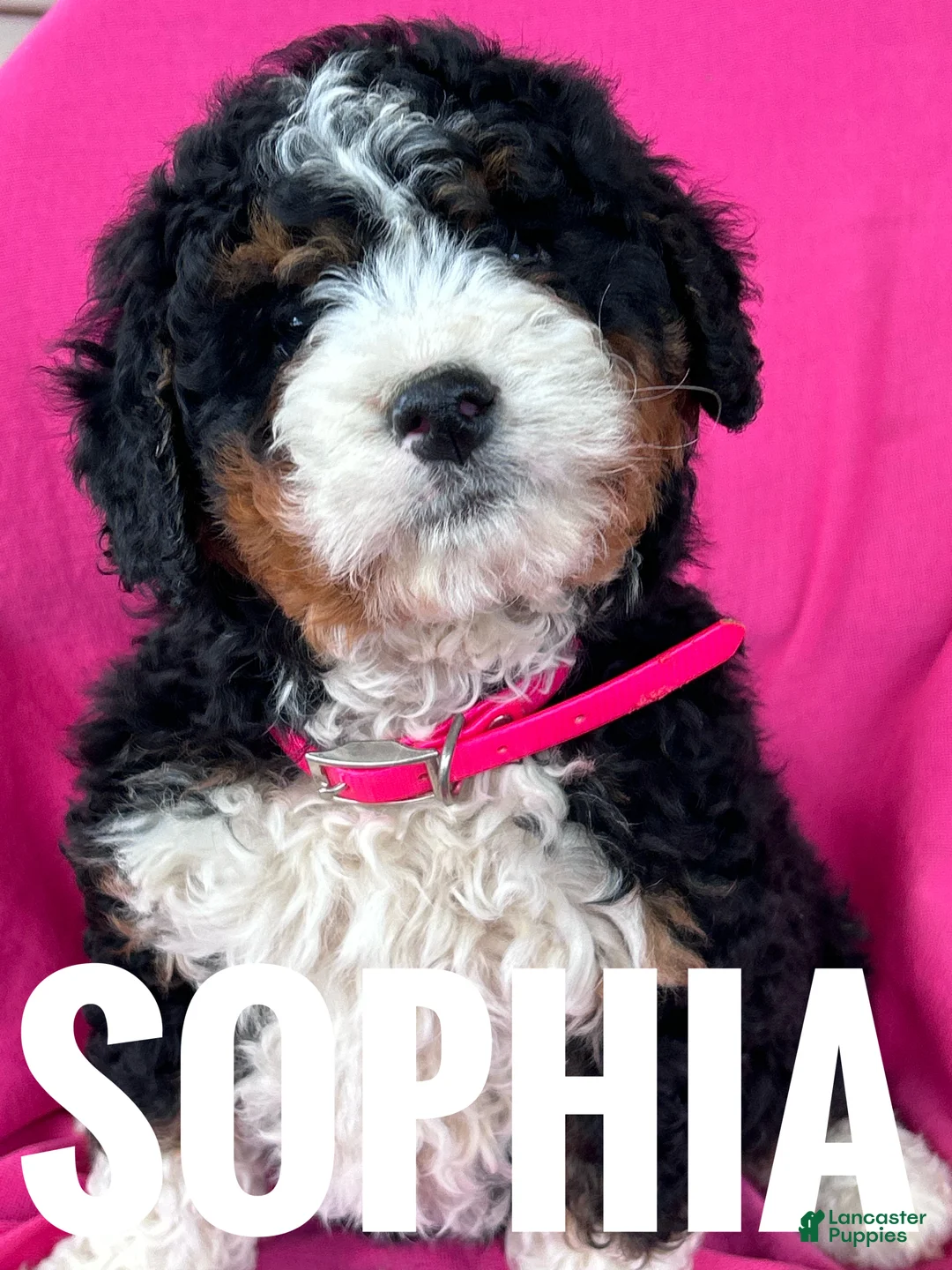 Mini Bernedoodle dogs for sale: Mini Bernedoodle Puppy 3 - Ad 1