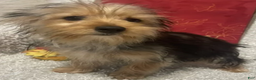 Yorkshire Terrier dogs for sale: Sammy - Ad 5