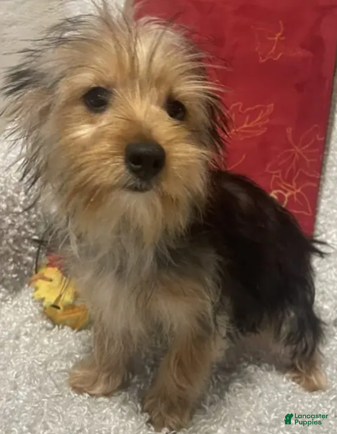 Yorkshire Terrier dogs for sale: Sammy - Ad 5
