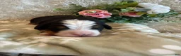 Bernese Mountain Dog dogs for sale: John - Ad 3