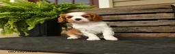 Cavalier King Charles Spaniel dogs for sale: Sporty - Ad 5