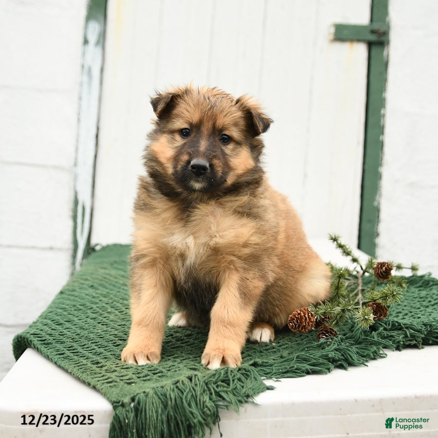 Mixed Breed dogs Blossom - Ad 3