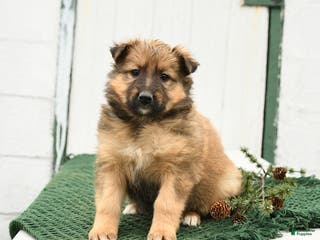 Mixed Breed dogs Blossom - Ad 11