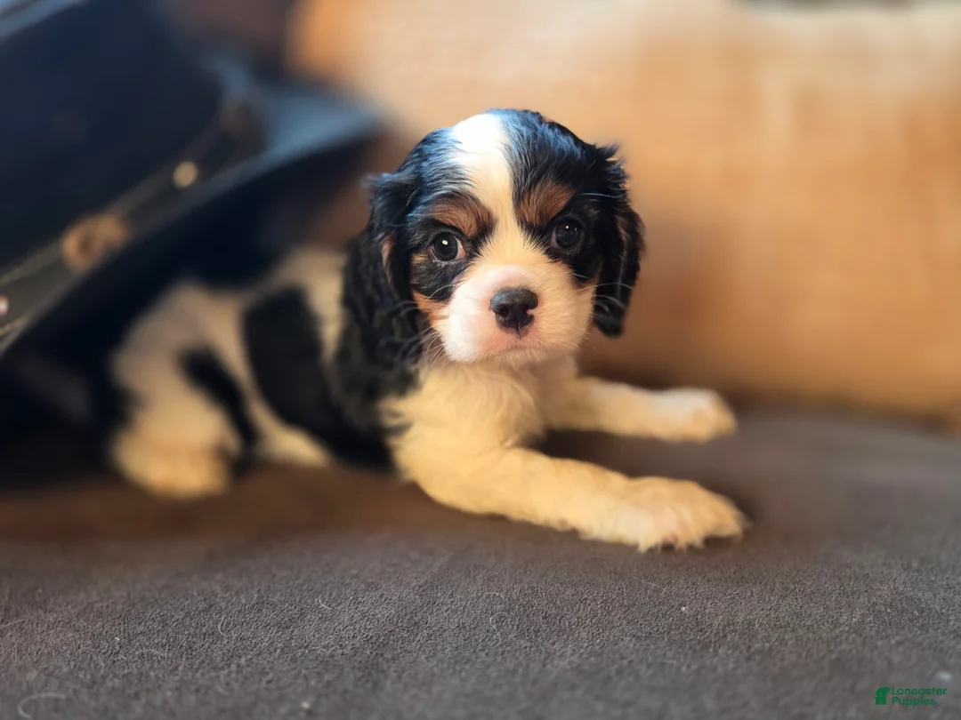 Cavalier King Charles Spaniel dogs for sale: Dior - Ad 1