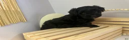 Mixed Breed dogs for sale: Princess  - Ad 10