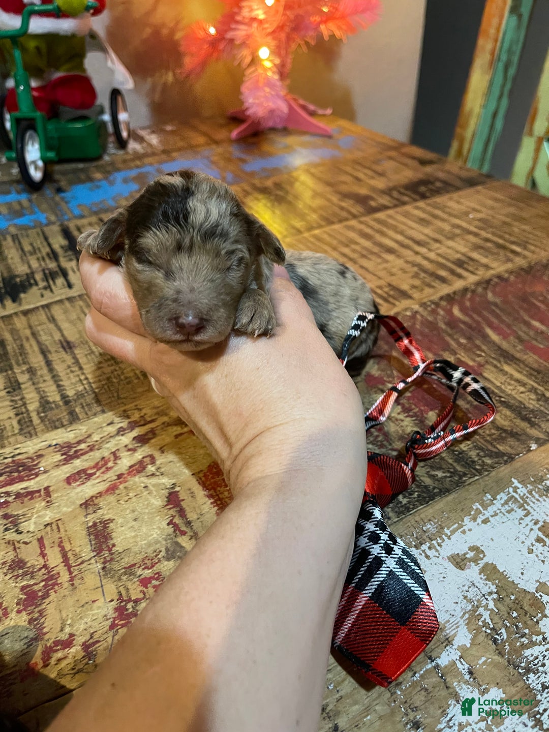 Miniature Poodle dogs for sale: Akc Chocolate Merle Phantom boy 2 - Ad 7