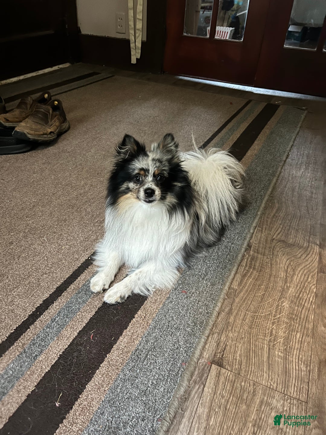 Pomeranian dogs for sale: Luna - Ad 4