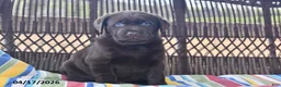 Labrador Retriever dogs for sale: Lacey - Ad 5