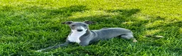 Italian Greyhound dogs for sale: Cj - Ad 17