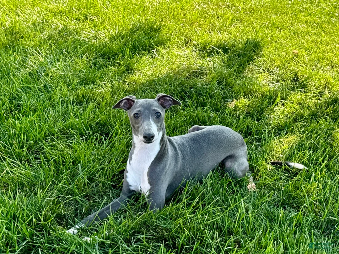 Italian Greyhound dogs for sale: Cj - Ad 17