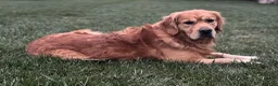 Golden Retriever dogs for sale: Indie - Ad 9