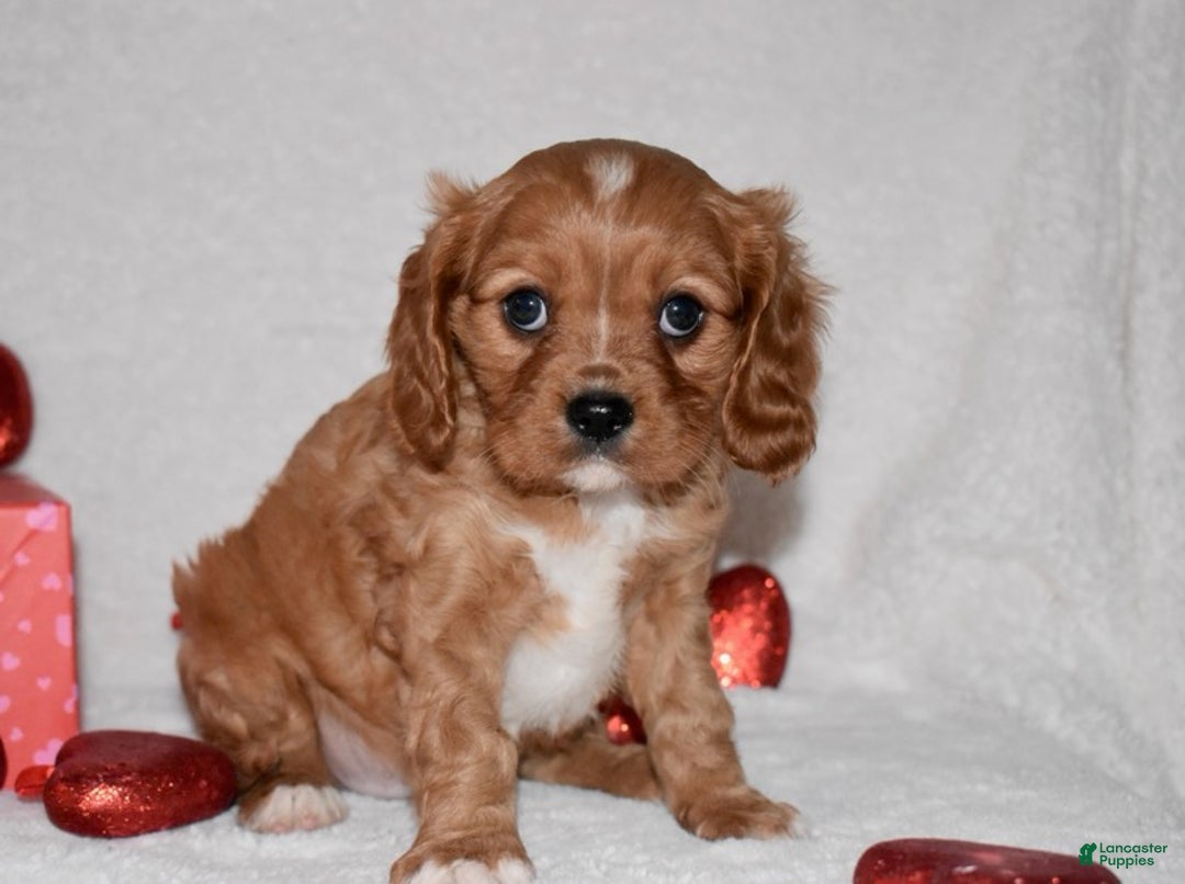 Cavalier King Charles Spaniel dogs for sale: Oscar - Ad 8