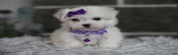 Maltipoo dogs for sale: Rue - Ad 10