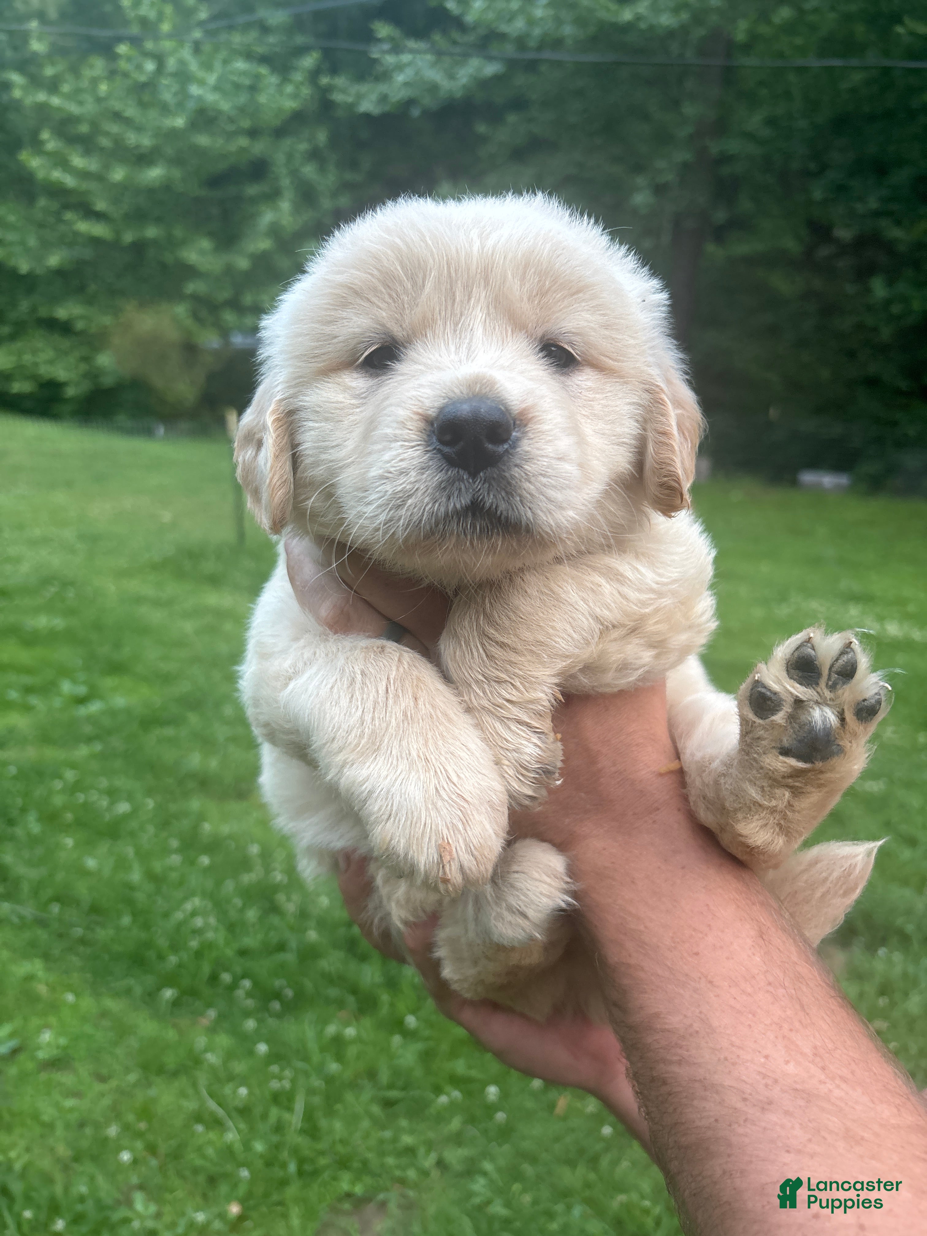 Golden Retriever dogs Golden Retriever Puppy 7 - Ad 31