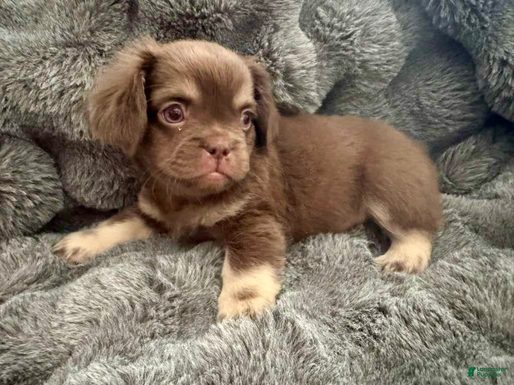 French Bulldog dogs Grumpy - Ad 2