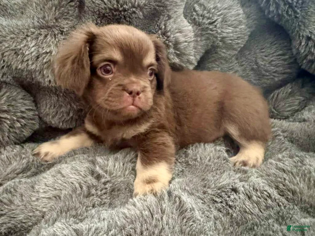 French Bulldog dogs for sale: Grumpy - Ad 2