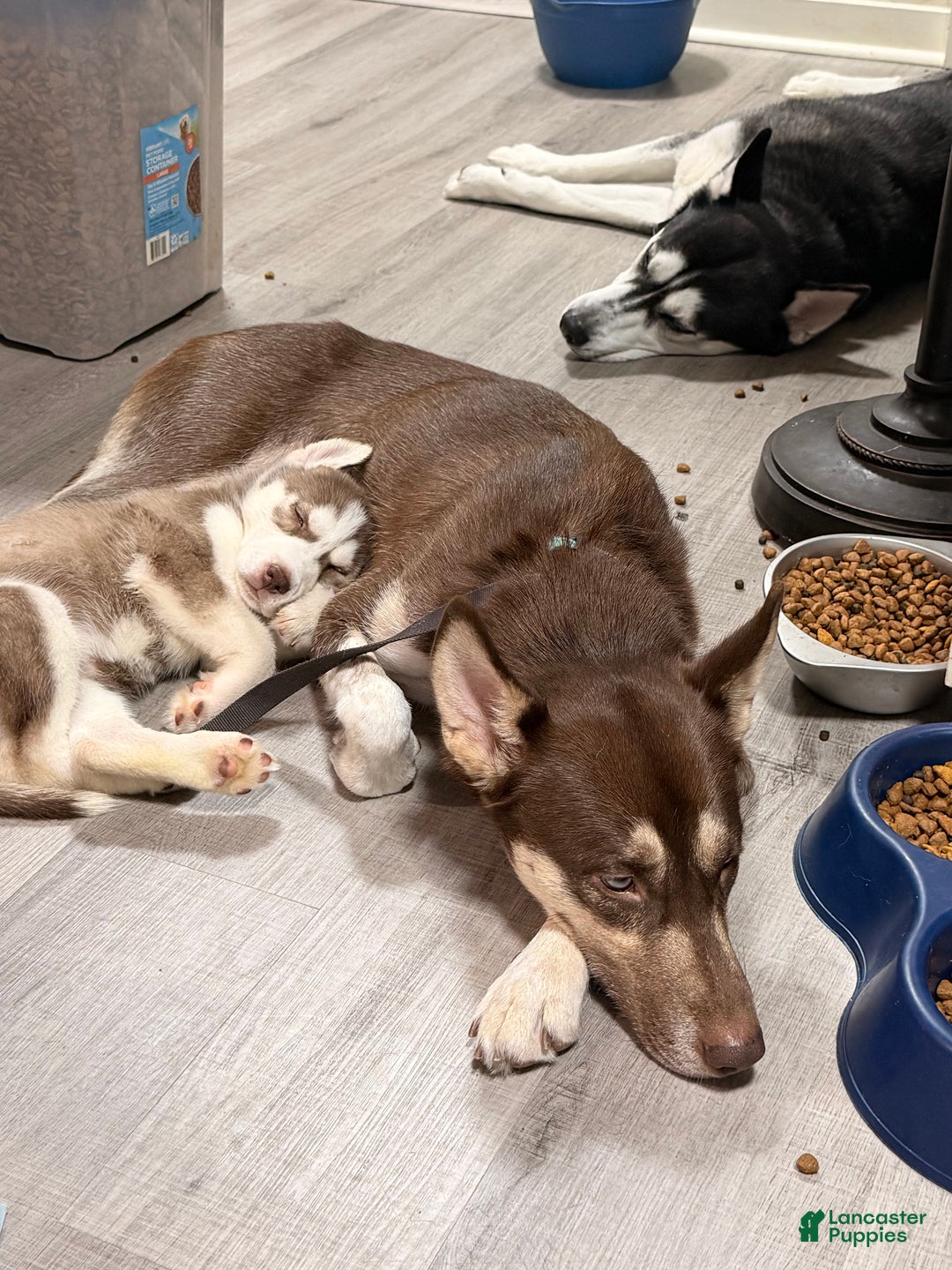 Siberian Husky dogs for sale: Siberian Husky Puppy 5 - Ad 4