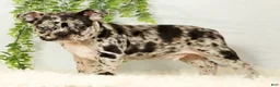 Frenchton dogs for sale: Milo - Ad 3