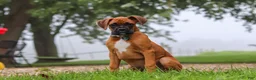 Boxer dogs for sale: Russell - Ad 6