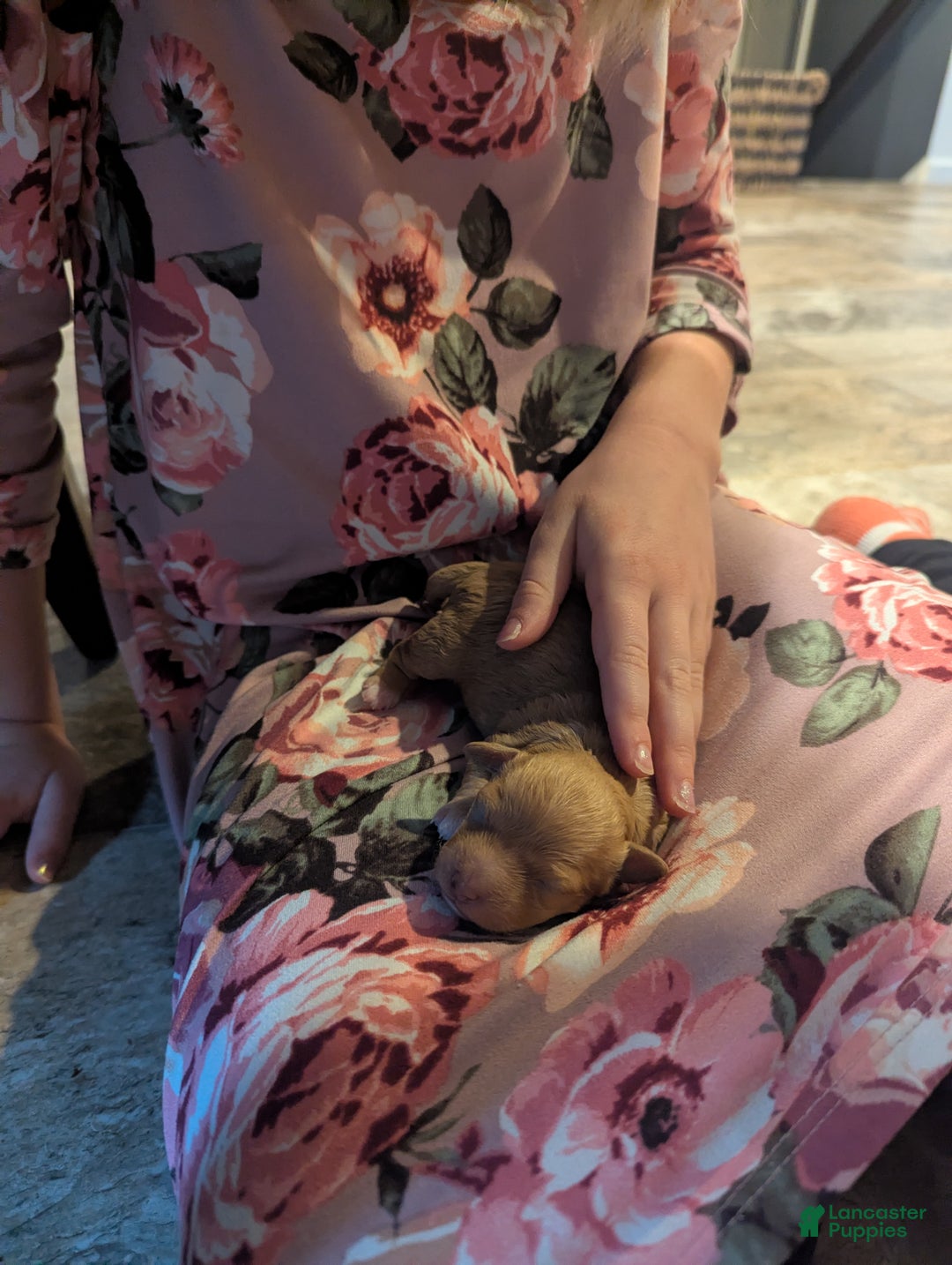 Mixed Breed dogs for sale: Luna  - Ad 15