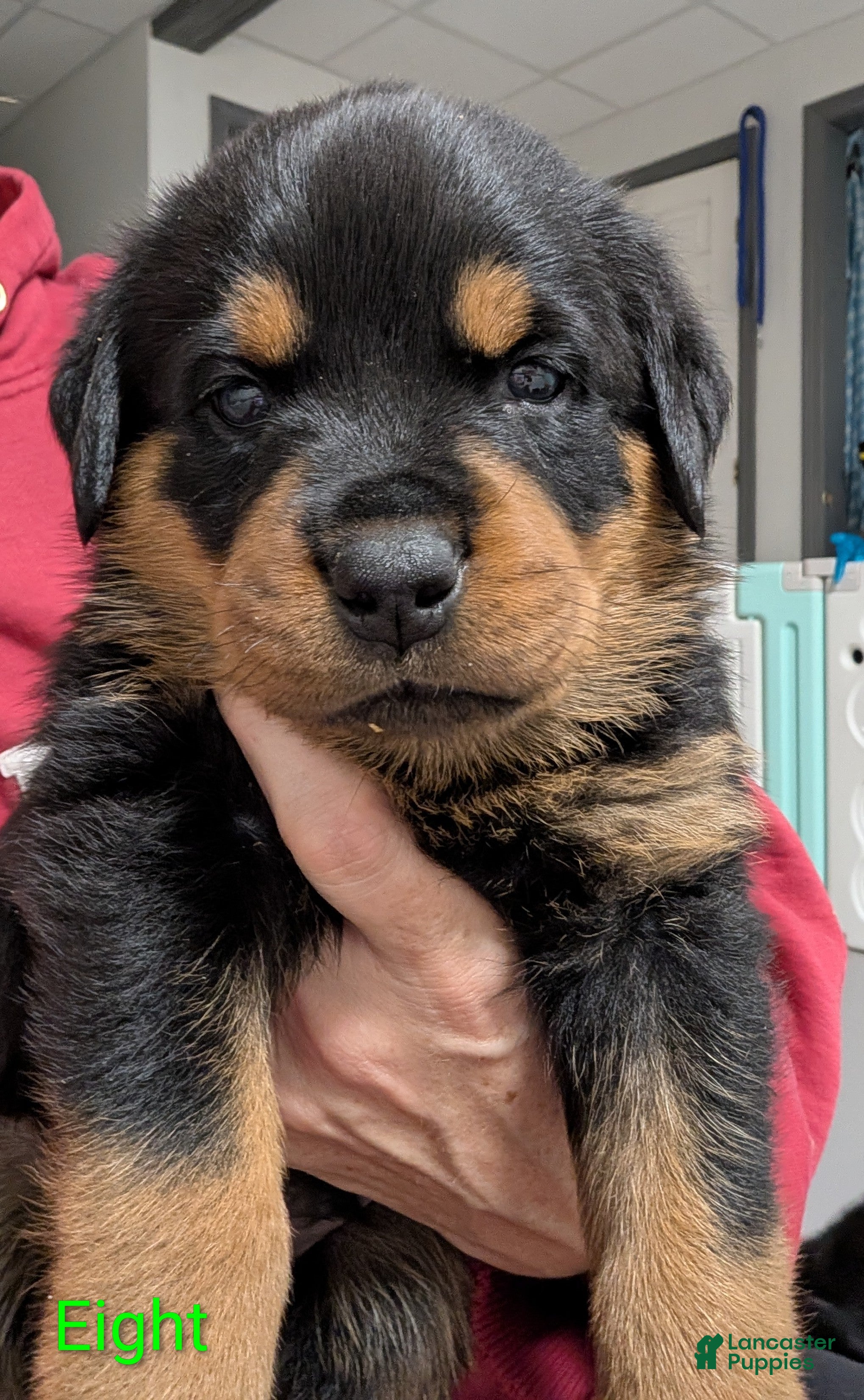 Rottweiler dogs Rottweiler Puppy 8 - Ad 1