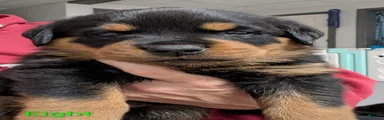 Rottweiler Puppy 8