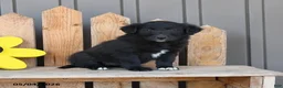 Mixed Breed dogs for sale: Gwen - Ad 1