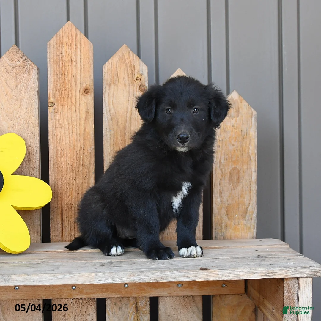 Mixed Breed dogs for sale: Gwen - Ad 1