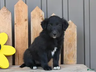 Mixed Breed dogs for sale: Gwen - Ad 3