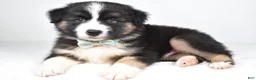Miniature Australian Shepherd dogs for sale: Skipper - Ad 4