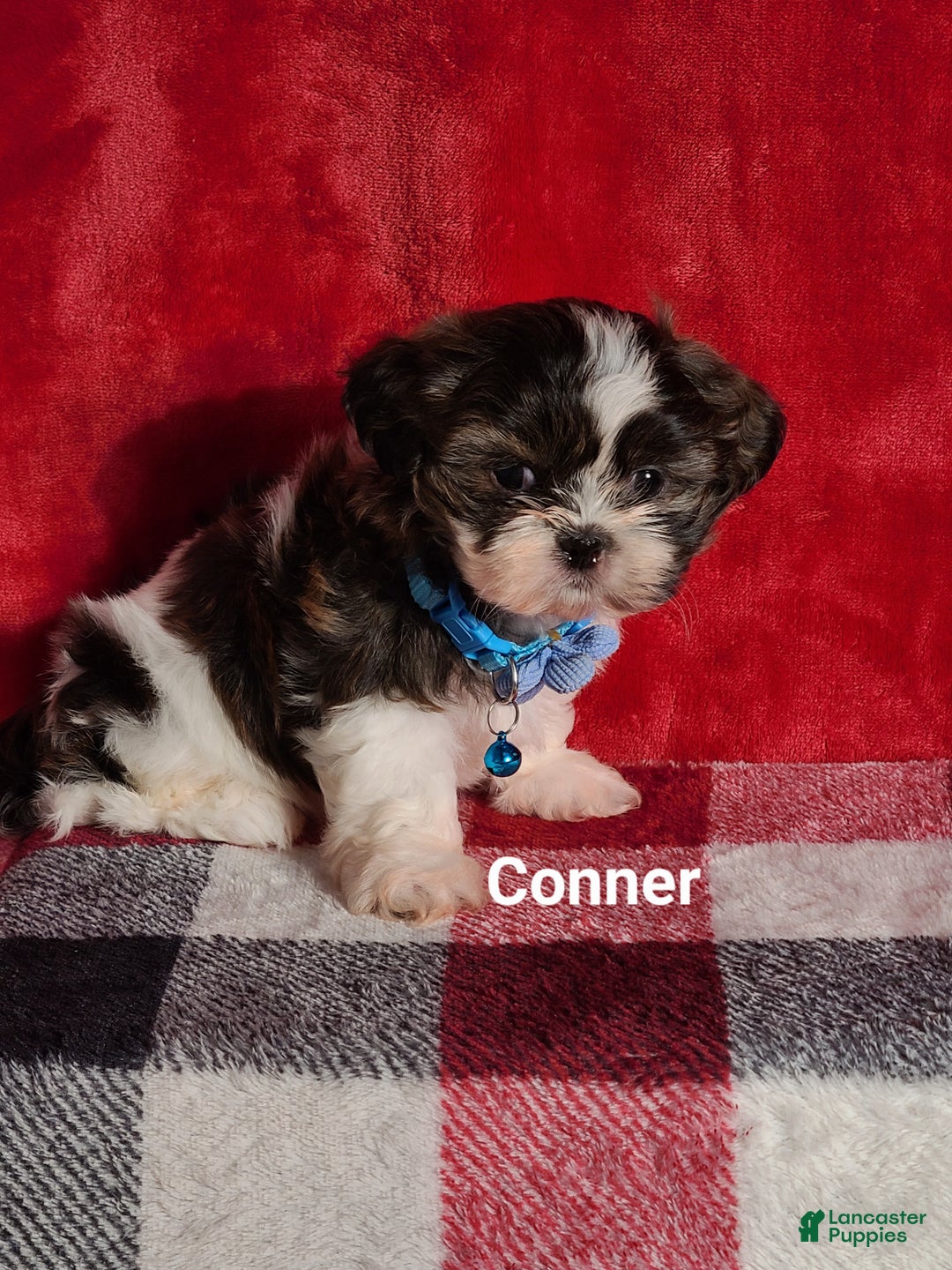 Shih Tzu dogs for sale: Conner  - Ad 1