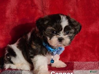 Shih Tzu dogs Conner - Ad 4