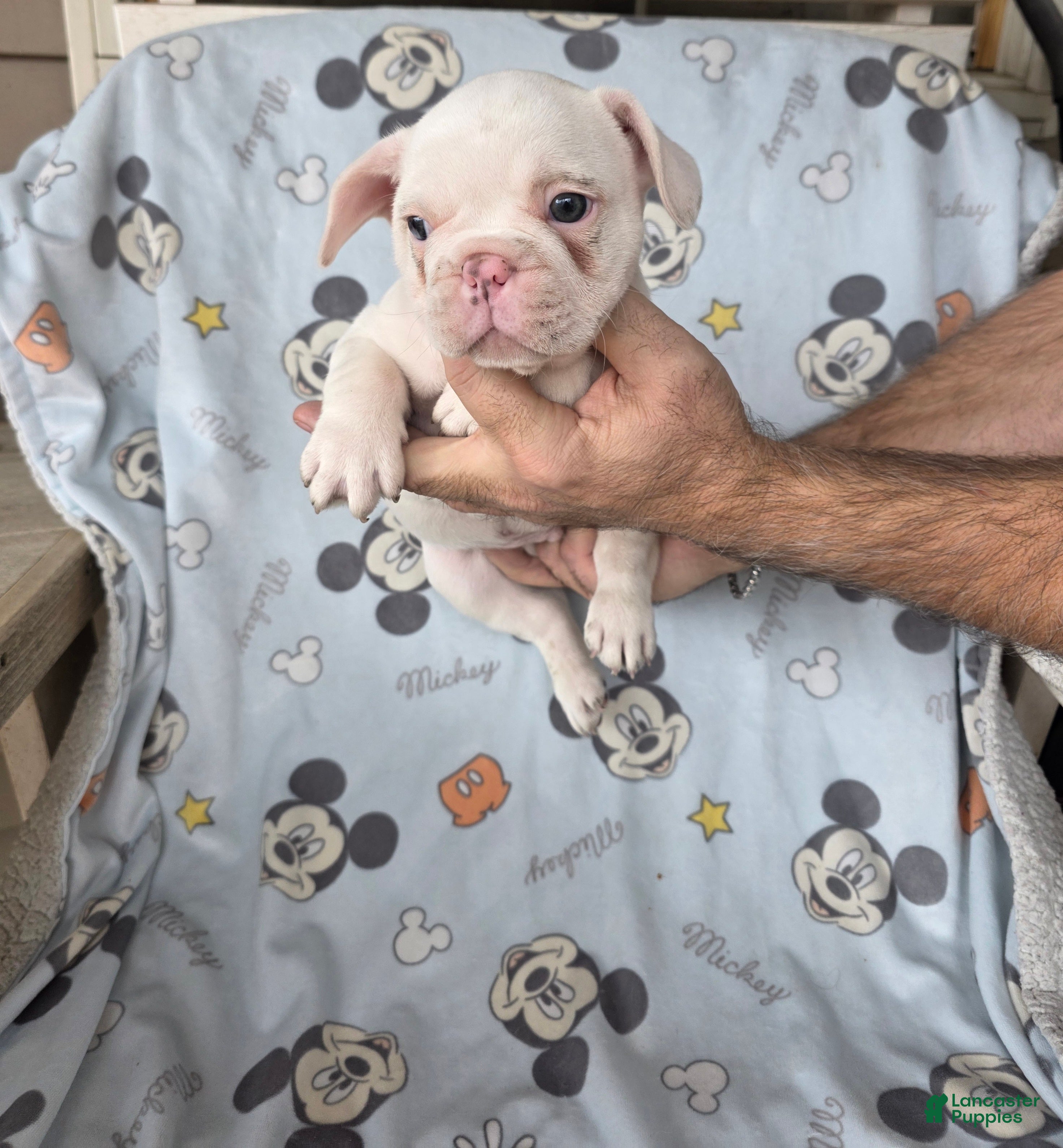 French Bulldog dogs Jack  - Ad 1